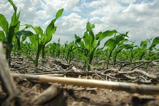 Las reservas de carbono en el suelo son claves para reducir la contaminación