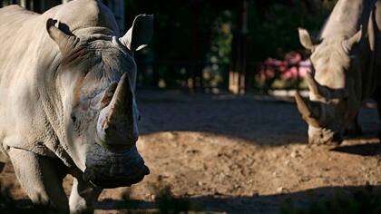 El gobierno censará cada ejemplar para determinar su estado sanitario