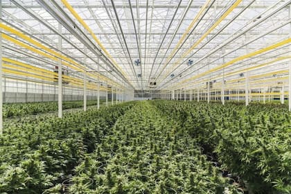 El gobierno de Jujuy firmó acuerdos y cartas de intención con tres compañías para la producción de plantas de cannabis y elaboración del aceite medicinal.