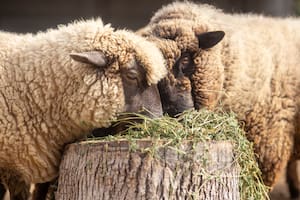 El Gobierno declaró una alerta sanitaria por sarna ovina en una provincia