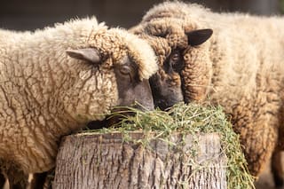 El Gobierno declaró una alerta sanitaria por sarna ovina en una provincia