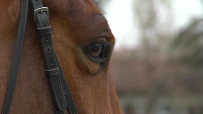 El Gobierno determinó que a partir del 1° marzo de este año aquellos animales que tenían remisión a faena, es decir que todo equino que vaya “a los tachos” (a frigorífico) debía estar identificado mediante un transpondedor inyectable, un microchip