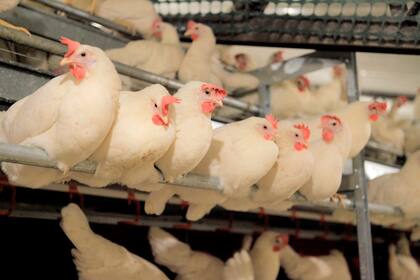 El Gobierno había anunciado en enero pasado un programa de compensaciones para productores avícolas (Versova via AP)