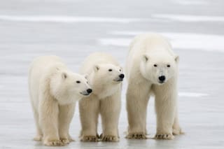 Rusia: un militante opositor describe el servicio militar como “exilio político”