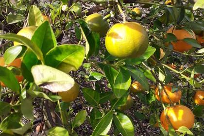El gobierno también publicó la declaración de emergencia para los citrus afectados por las heladas