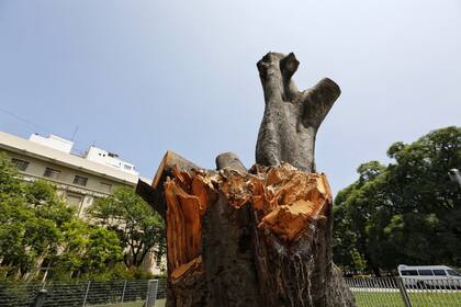 Una tormenta había quebrado una de sus ramas y, según el gobierno, la poda fue por seguridad