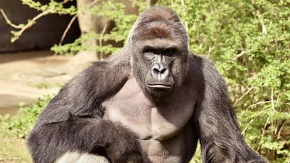 El gorila fue abatido por las autoridades del zoo