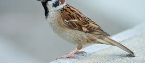 Qué significa que un gorrión decida hacer un nido en tu casa