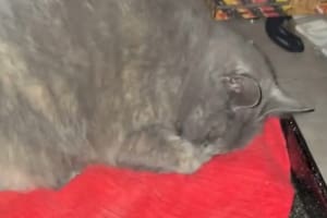 El gracioso video se viralizó rápidamente en redes sociales