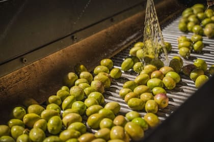 El grado de acidez es central en cuanto al sabor del aceite de oliva