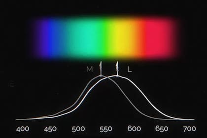 El gráfico explica la existencia de los colores (Foto BBC)