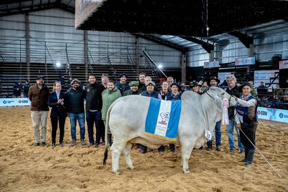 El Gran Campeón Hembra Brahman