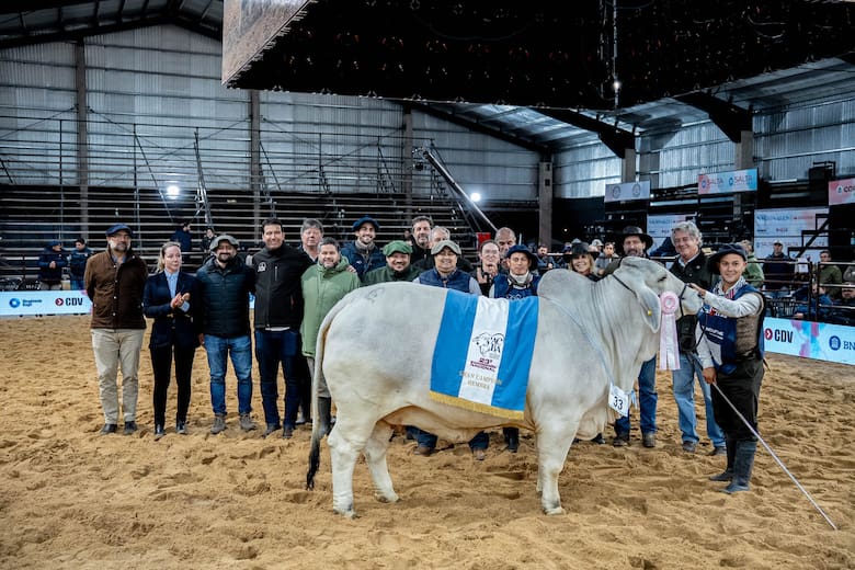 Por primera vez en Argentina: jura ganadera nocturna y gran consagración de la raza Brahman