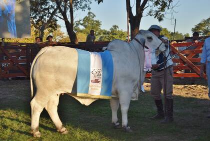 El Gran Campeón Hembra Brahman