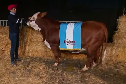 El Gran Campeón Hembra Braford que se subastó anoche al 50% por $28 millones