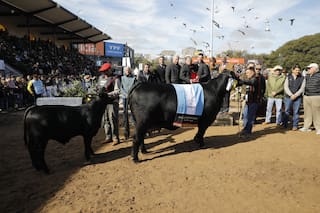 Una vaca de Corral de Guardia se consagró Gran Campeón Hembra Brangus
