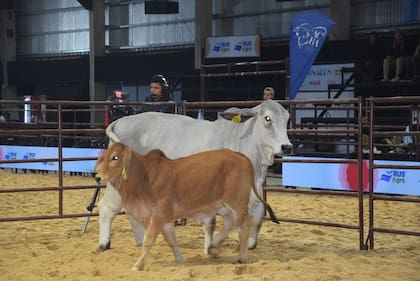 El Gran Campeón Hembra, de cabaña Jota Jota