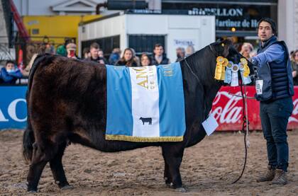 El Gran Campeón Hembra de la raza Angus fue para el box 491, de la cabaña Don José, de Maximiliano Mammoliti