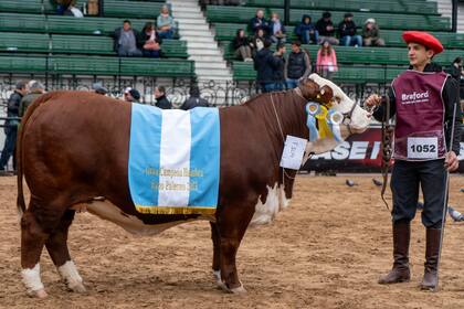 El Gran Campeón Hembra en la pista luego de su consagración el lunes pasado