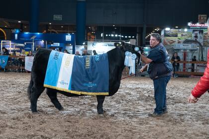 El Gran Campeón Hembra fue para el box 252, una vaca de cabaña La Invernada, propiedad de Estancia La Invernada y Carlos Ojea Rullán