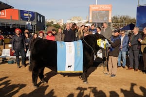 En una final única, Angus y Criollos consagraron sus grandes campeones de la Exposición Rural