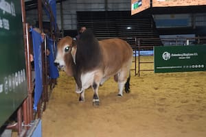 Cabañas argentinas y paraguayas pagaron $40 millones por la mitad de un Gran Campeón de la raza Brahman