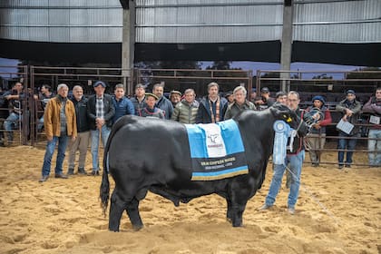 El Gran Campeón Macho, de Cabaña La Morocha