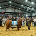 Un hijo de un icónico toro se consagró Gran Campeón Macho Brangus de Las Nacionales