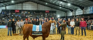 Un hijo de un icónico toro se consagró Gran Campeón Macho Brangus de Las Nacionales