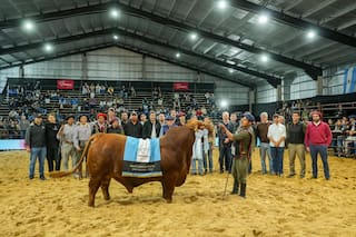 Un hijo de un icónico toro se consagró Gran Campeón Macho Brangus de Las Nacionales