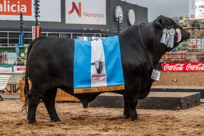 El Gran Campeón Macho, de Corral de Guardia, de Bellamar Estancias