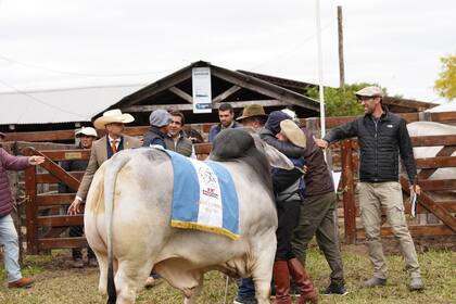 El Gran Campeón Macho recayó sobre el RP 24, un toro integrante del corral 3, de la cabaña San Francisco, de la provincia de Santa Fe
