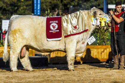 El Gran Campeón Macho Shorthorn, de Tres Hojas
