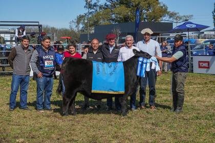 El Gran Campeona Ternera Angus