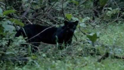 El gran felino no era visto desde noviembre de 2020