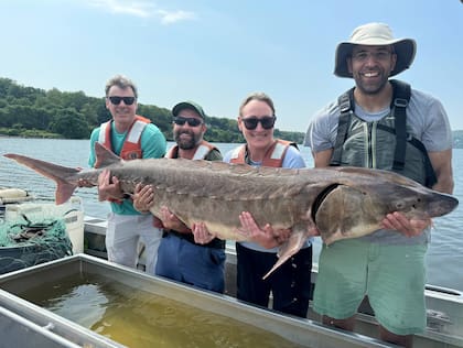 El gran pez capturado en Nueva York pesaba aproximadamente 99 kilos y medía 1 metro con 82 centímetros de largo