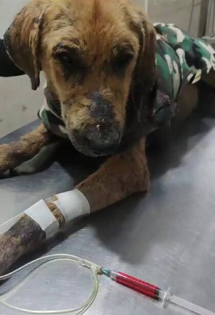 El gran tamaño de Goliat hacía difícil encontrarle familia.