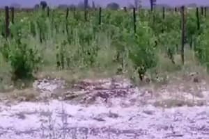 El granizo en el Valle de Uco destruyó frutales