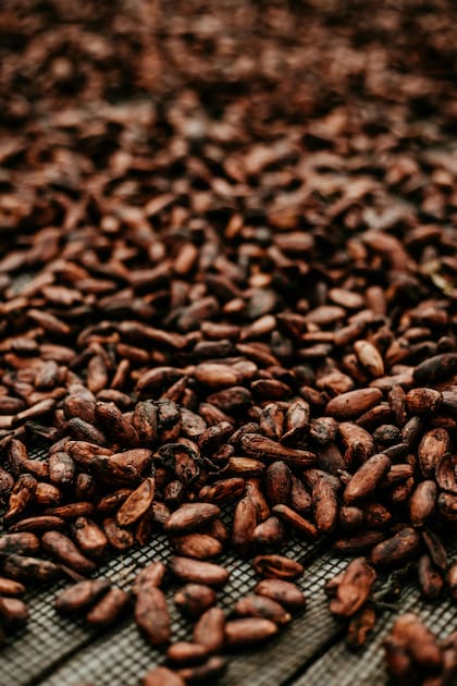 El grano de cacao se convierte en polvo y a partir de allí, se convierte en apto para el consumo