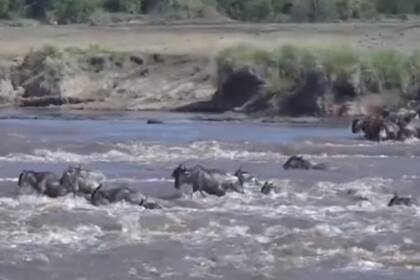 El grupo de antílopes lucha por cruzar el río, donde hay un cocodrilo merodeando