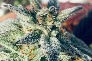 Cannabis: un estudio lleva al Gobierno a buscar dólares en un lugar impensado