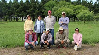 El grupo de genética y mejoramiento de especies forrajeras está generando cultivares que buscan optimizar los rendimientos del sector ganadero