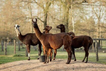 El grupo de llamas que viven en una granja en Bélgica y cuya sangre podría ser clave para neutralizar al coronavirus