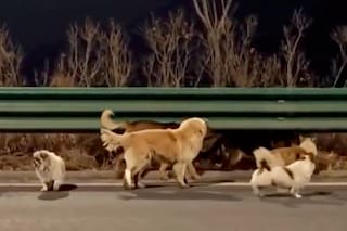 Siete perros escaparon de traficantes chinos y caminaron juntos 17 kilómetros para volver a su hogar