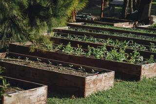 En Saavedra. Destinaron parte de un club de tenis para armar una huerta urbana