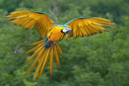 El guacamayo azul y amarillo mide entre 76 y 86 centímetros de largo y pesa entre 900 y 1500 gramos. Su plumaje es de color azul en la parte superior, amarillo en el pecho y el vientre, blanco en la cara y verde en la frente