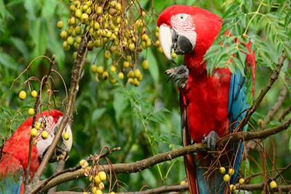 El guacamayo rojo es otra de las especies recuperadas gracias al trabajo del Parque.