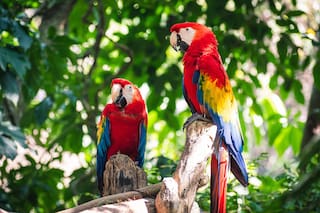 ¿Qué pasa cuando desaparece una especie?