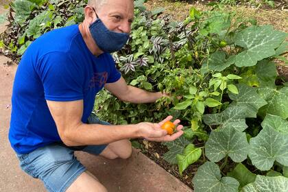 El guarda parques, Alberto Villareal, exhibe el cultivo de tomates de la huerta