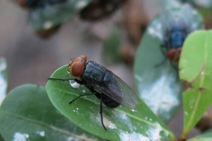 El gusano barrenador del Nuevo Mundo es creado por moscas que depositan sus huevos en heridas expuestas o aberturas naturales